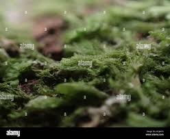 Attēlu rezultāti vaicājumam “Blepharostoma trichophyllum”