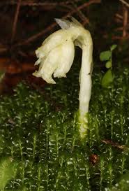Attēlu rezultāti vaicājumam “Pyrolaceae”