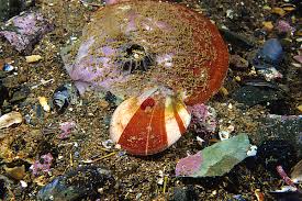 Image result for Placopecten magellanicus