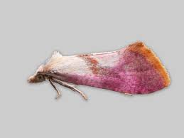 Attēlu rezultāti vaicājumam “Cochylis dubitana”