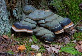 Attēlu rezultāti vaicājumam “Fomitopsis pinicola”
