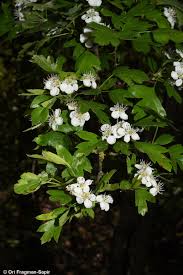 Attēlu rezultāti vaicājumam “Crataegus monogyna”