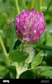 Attēlu rezultāti vaicājumam “Trifolium medium flower”