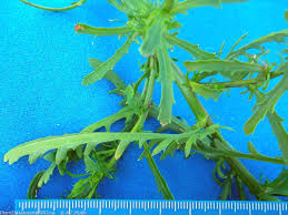 Attēlu rezultāti vaicājumam “Leucanthemum vulgare leaf”