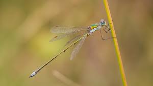 Attēlu rezultāti vaicājumam “Lestes virens”