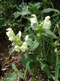 Image result for Galeopsis segetum