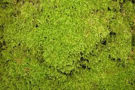 Attēlu rezultāti vaicājumam “Brachytheciastrum velutinum”