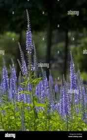 Attēlu rezultāti vaicājumam “Veronica longifolia leaf”