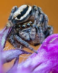 Attēlu rezultāti vaicājumam “Evarcha falcata male”