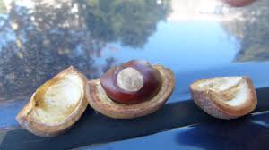 Attēlu rezultāti vaicājumam “Aesculus x hybrida fruit”