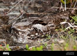 Attēlu rezultāti vaicājumam “Caprimulgus europaeus eggs”