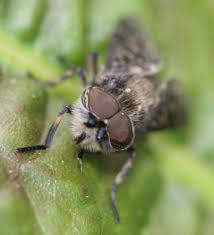 Attēlu rezultāti vaicājumam “Haematopota sp.”