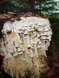 Attēlu rezultāti vaicājumam “Antrodia xantha”