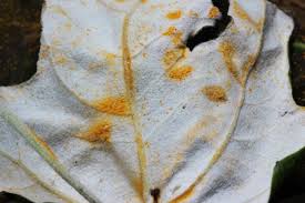 Attēlu rezultāti vaicājumam “Melampsora populnea”