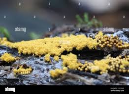 Attēlu rezultāti vaicājumam “Oligonema favogineum spores”