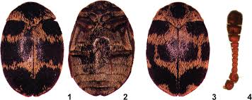 Attēlu rezultāti vaicājumam “Anthrenus sp.”