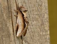 Attēlu rezultāti vaicājumam “Pheosia gnoma male”