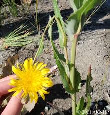Attēlu rezultāti vaicājumam “Sonchus arvensis subsp. uliginosus bud”