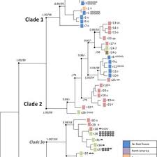 Attēlu rezultāti vaicājumam “Didymium serpula young”