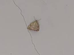 Attēlu rezultāti vaicājumam “Evergestis pallidata”