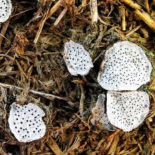 Attēlu rezultāti vaicājumam “Poronia punctata”