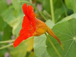 Attēlu rezultāti vaicājumam “Tropaeolum majus flower”