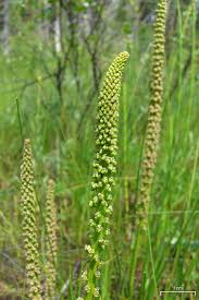 Attēlu rezultāti vaicājumam “Triglochin maritimum”