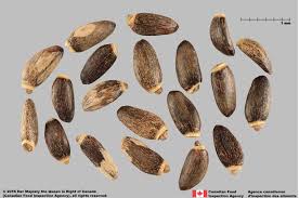 Attēlu rezultāti vaicājumam “Silybum marianum fruit”