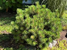 Attēlu rezultāti vaicājumam “Pinus mugo male flower”