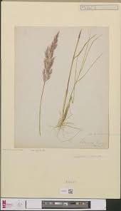 Attēlu rezultāti vaicājumam “Calamagrostis epigeios”