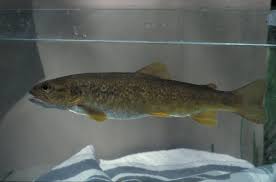 Image result for Salmo pallaryi