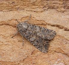 Attēlu rezultāti vaicājumam “Hadula trifolii”