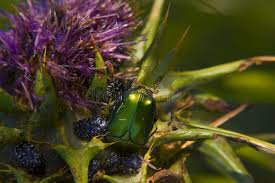 Attēlu rezultāti vaicājumam “Potosia cuprea”