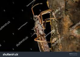 Attēlu rezultāti vaicājumam “Alydus calcaratus”