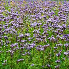 Image result for Phacelia