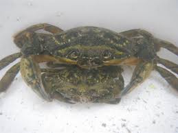 Image result for Carcinus maenas