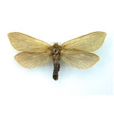 Attēlu rezultāti vaicājumam “Hepialus sylvina”