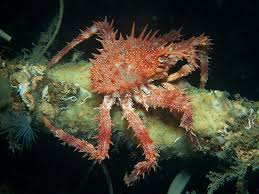 Image result for Lithodes maja