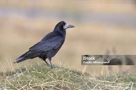 Attēlu rezultāti vaicājumam “Corvus frugilegus”