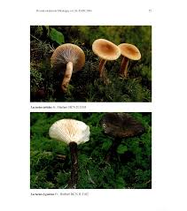 Attēlu rezultāti vaicājumam “Lactarius lygniotus”