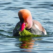 Image result for Netta rufina