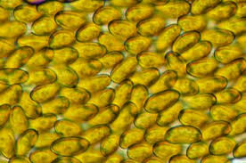 Attēlu rezultāti vaicājumam “Didymium serpula macro”