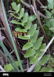 Attēlu rezultāti vaicājumam “Berula erecta leaf”