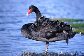 Attēlu rezultāti vaicājumam “Cygnus atratus”