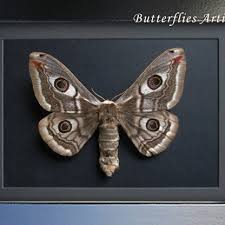 Attēlu rezultāti vaicājumam “Saturnia pavonia female”