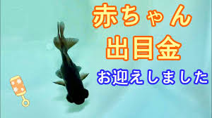 Image result for 出目金