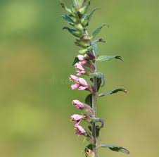 Attēlu rezultāti vaicājumam “Odontites vulgaris leaf”