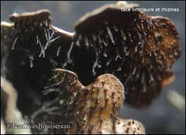 Attēlu rezultāti vaicājumam “Parmelia submontana”