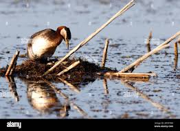 Attēlu rezultāti vaicājumam “Podiceps grisegena adult”