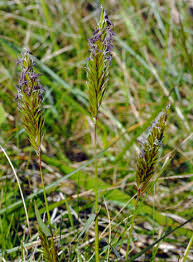 Attēlu rezultāti vaicājumam “Anthoxanthum odoratum flower”